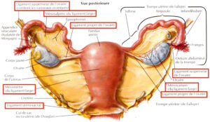 utérus douleurs de règles